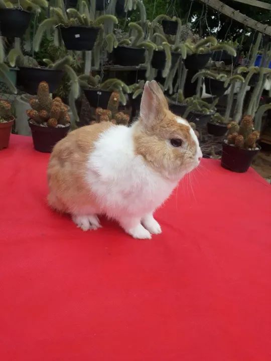 Mini Coelho anão netherland holandês  - Foto 4