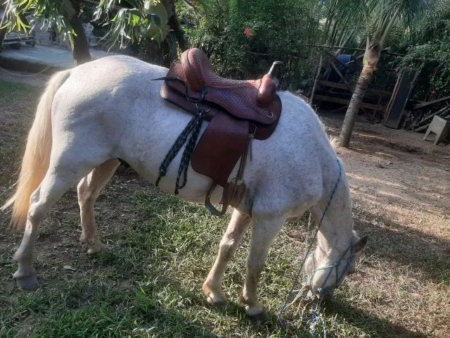 Cavalo bom de montar