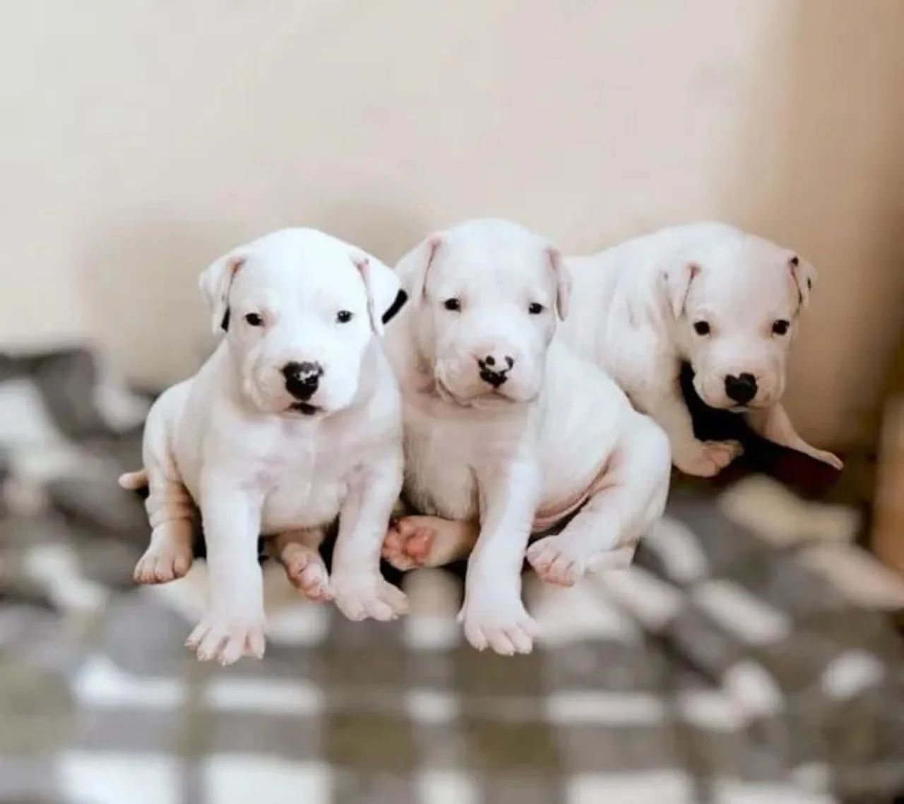 Vendo Filhotes Dogo Argentino  - Foto 5