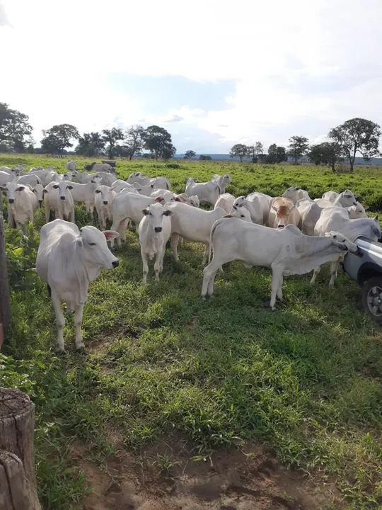 Fazenda 2.600hect em Sto. Antônio do leste MT. 80 milhões.