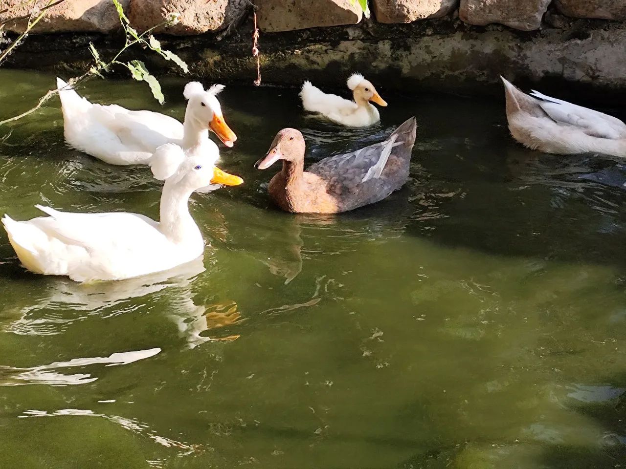 Marreco Pompom - Foto 5