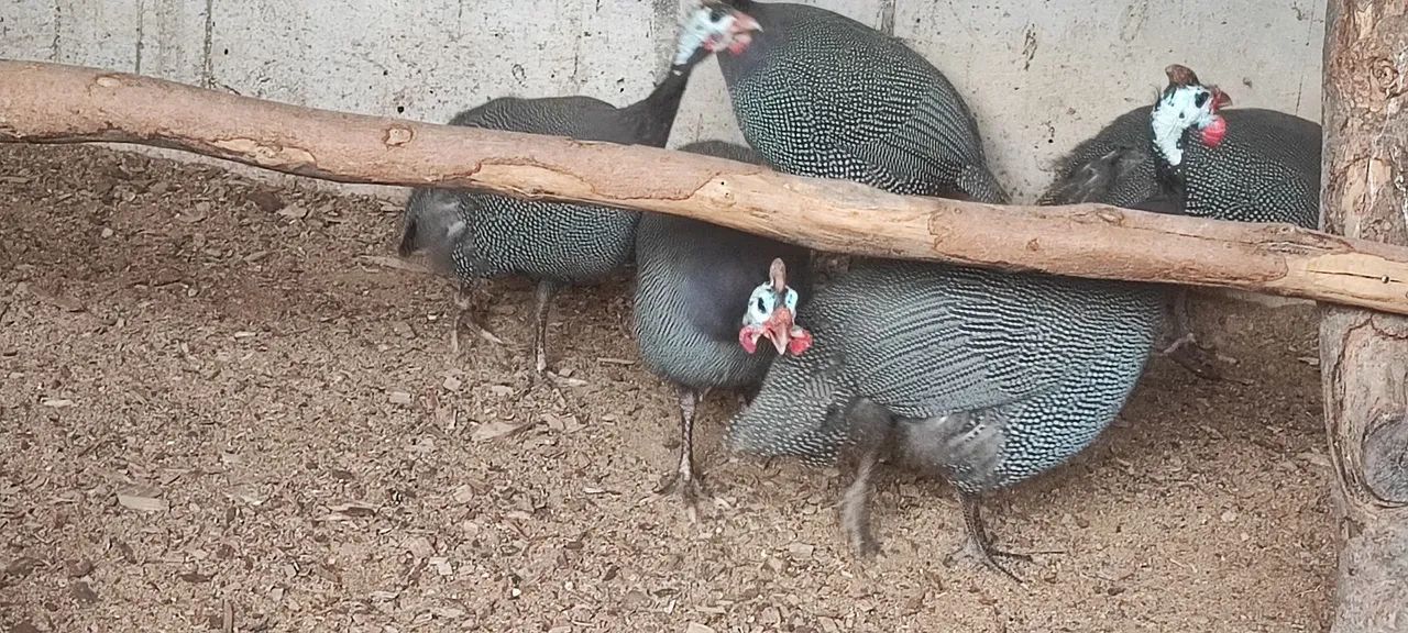 Galinhas d'angola  - Foto 5