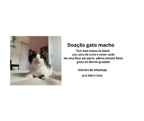 Doação de Gatos lindos e fofos precisando de família que cuide bem