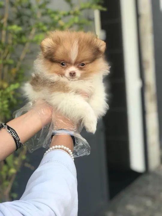 Spitz Alemão trabalhamos com mais de 20 raças. - Foto 4