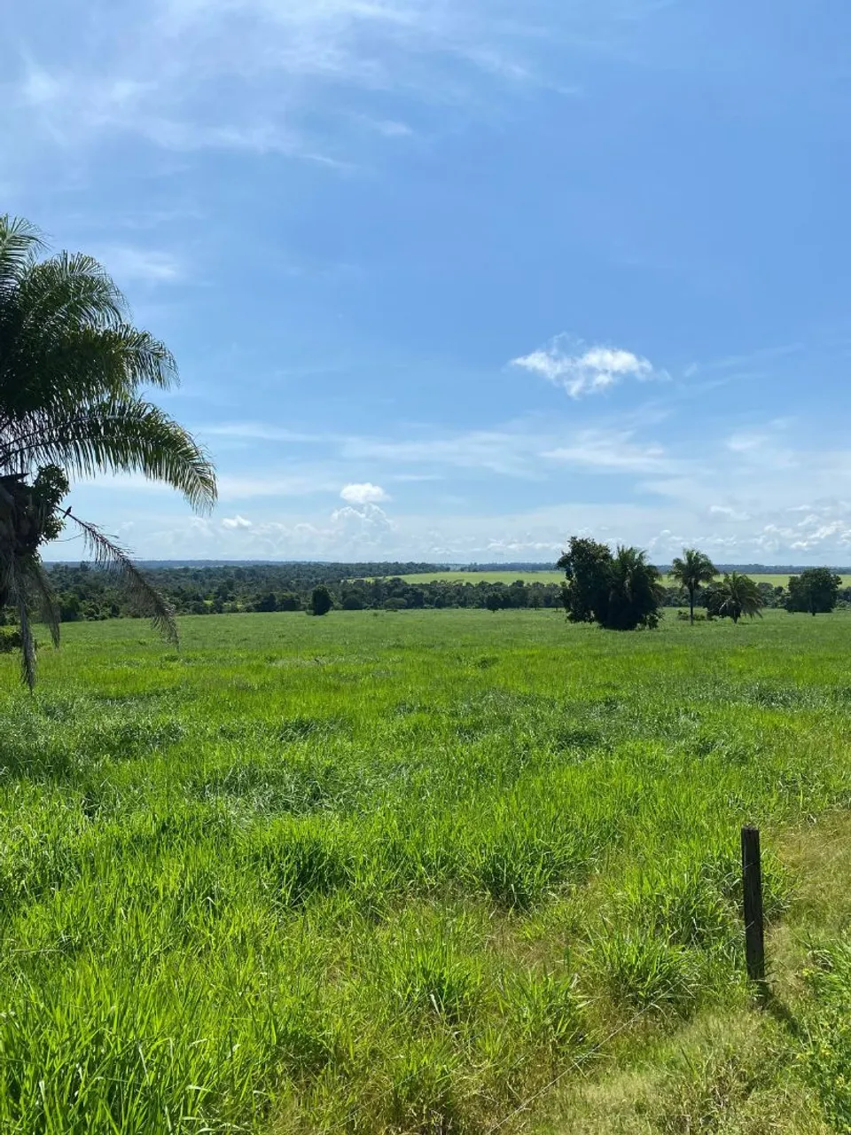 Fazenda arrendamento 400hec em Brasnorte MT. Entrego limpa.
