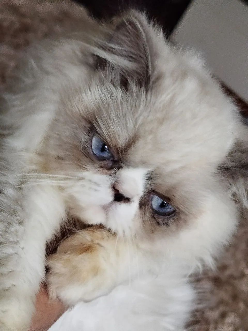Gato persa lindo - Foto 4