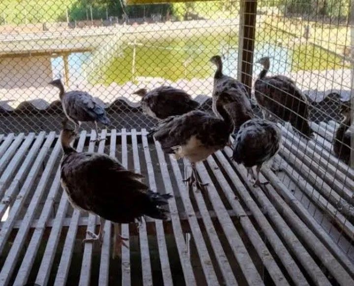 PERÚS ADULTO  - Foto 5