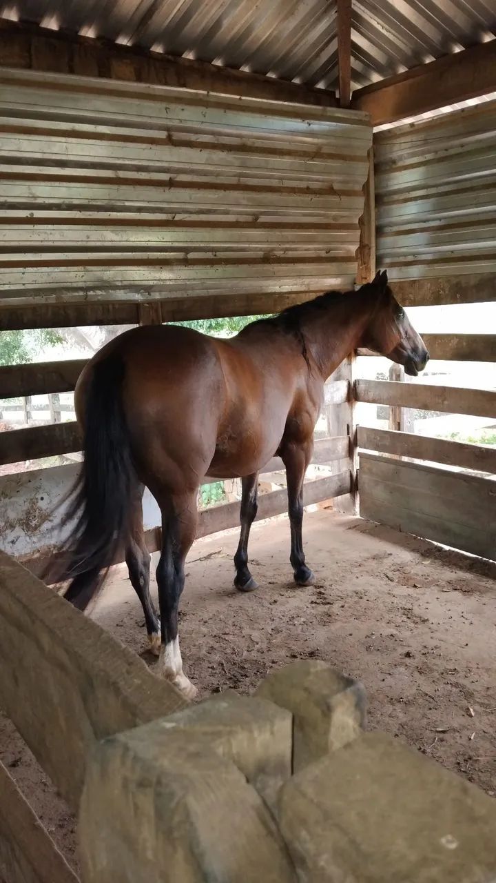 Cavalo qm  - Foto 3