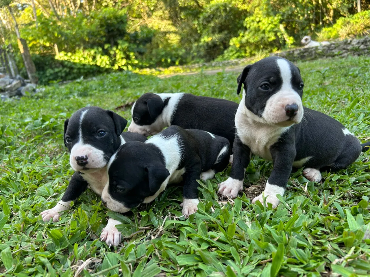 Filhotes de Pitbull