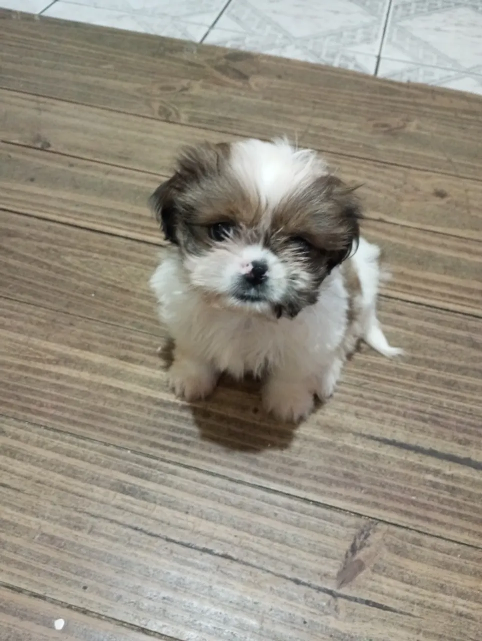 Vendo Shih-tzu macho