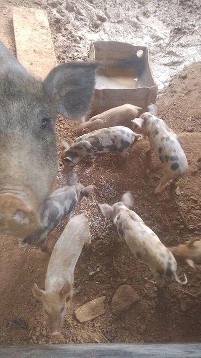 Vendo uma porca com 7letoes  - Foto 4