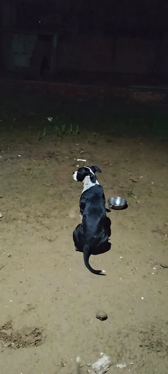 Pitbull fêmea 3 anos