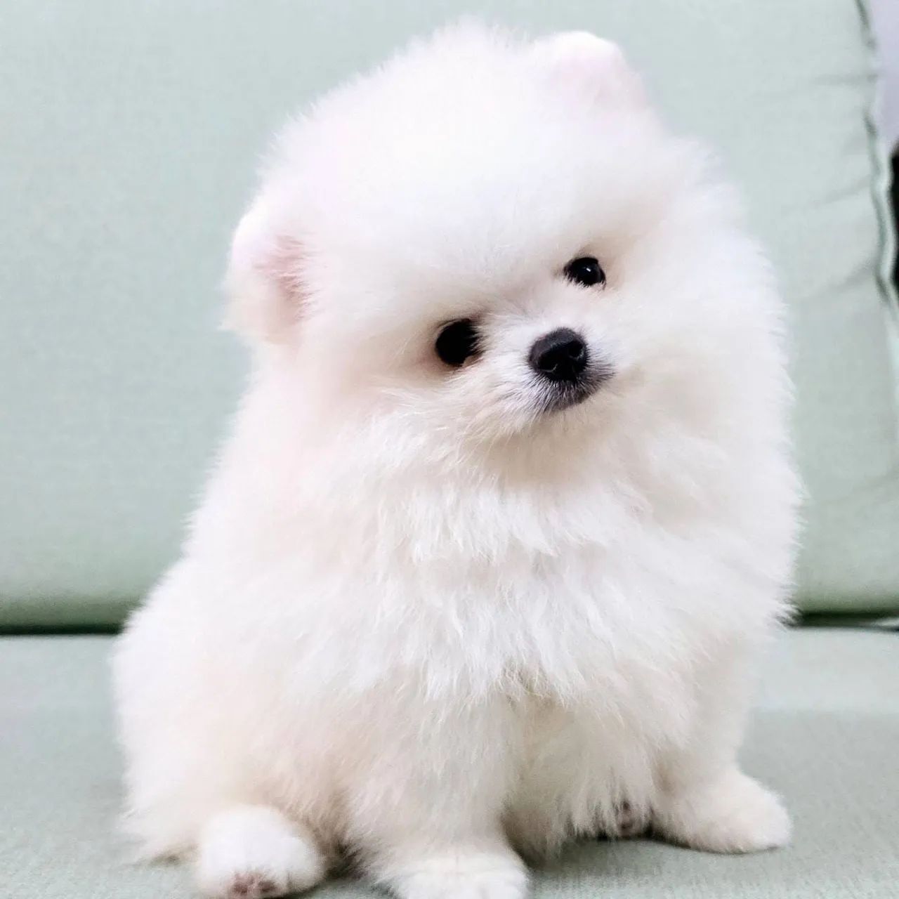 Lulu da pomerania legítimo , anão 