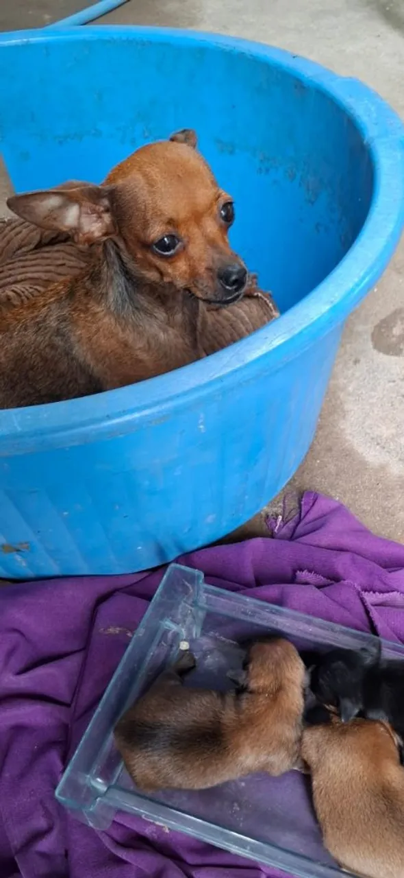Filhotes de Pinscher Fêmea 450.00