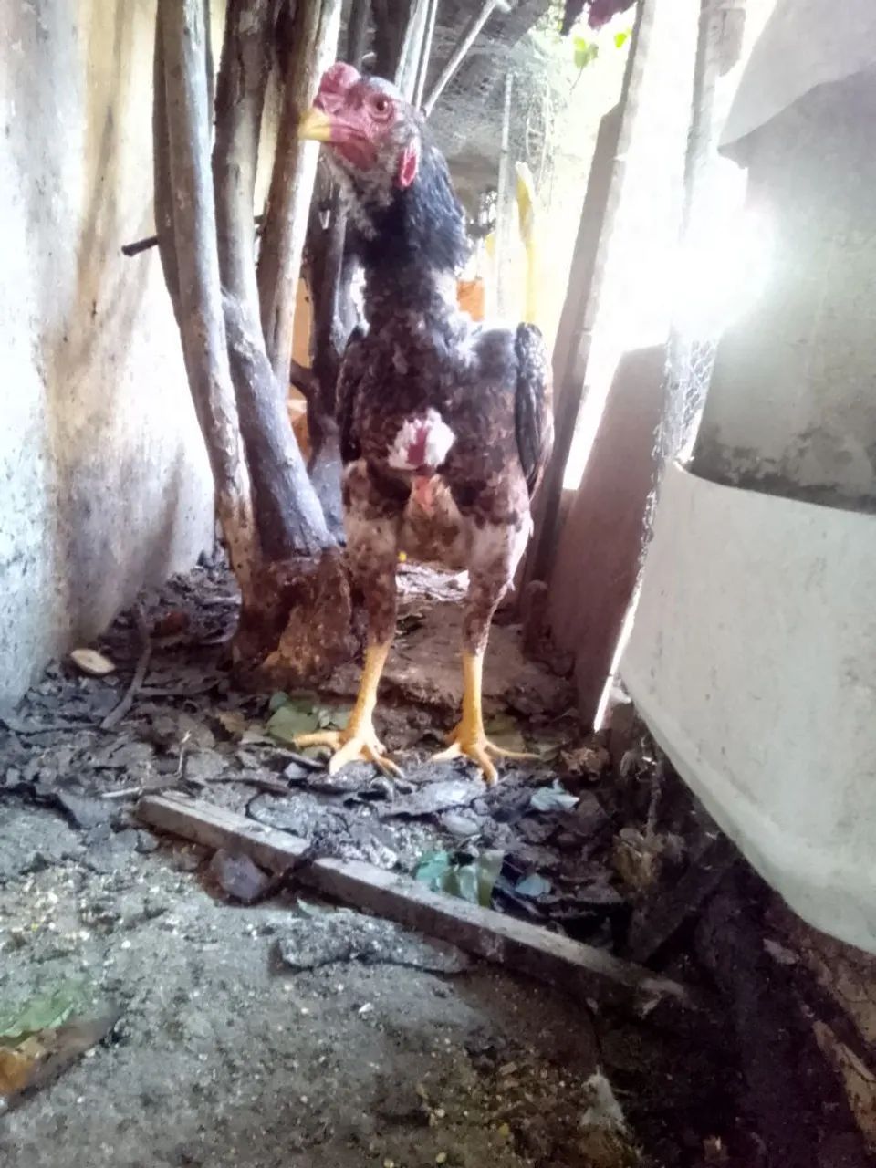 Galo de Raça para Criação - Foto 4
