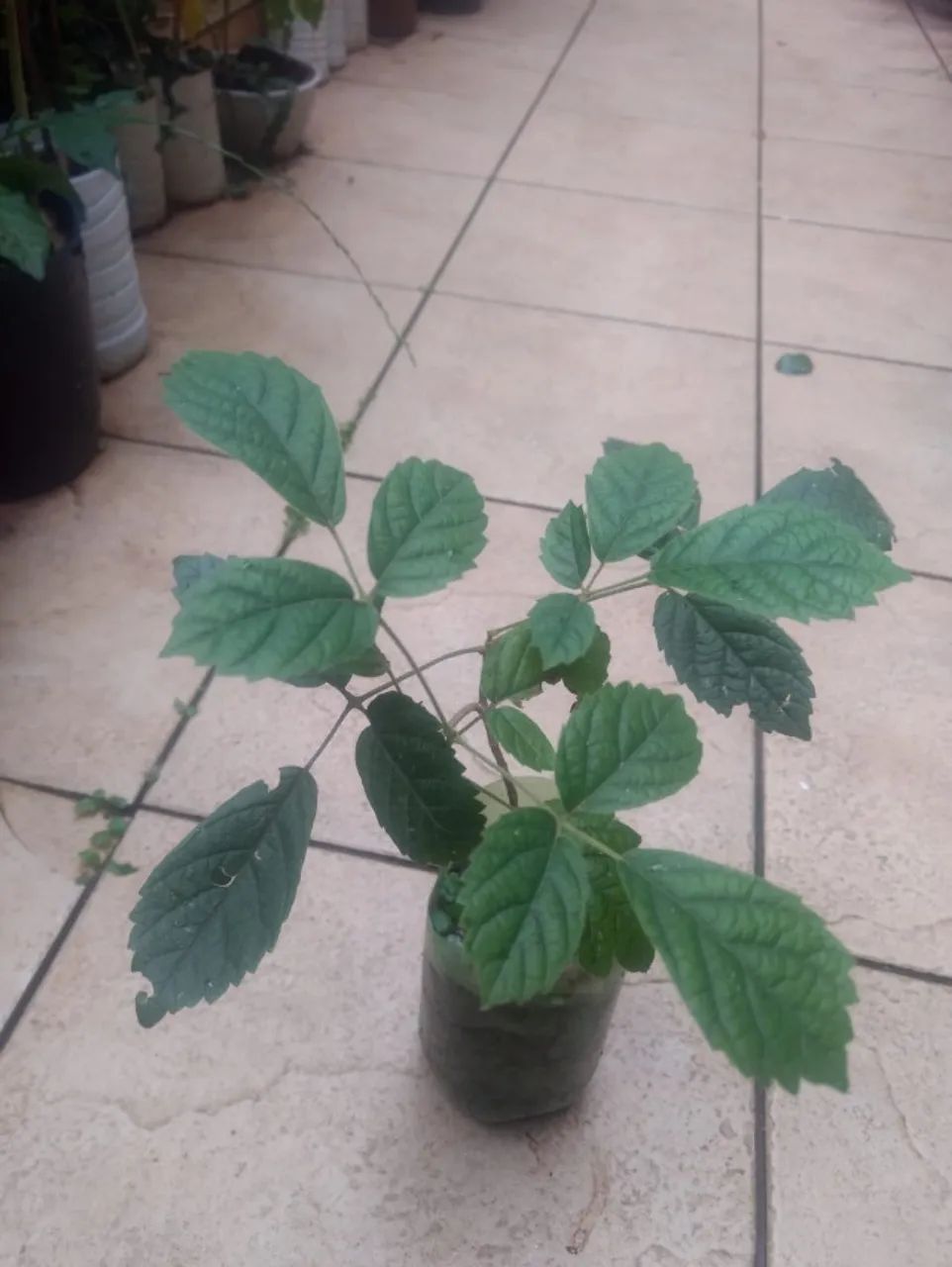 Vendo Mudas de Amarelo - Guarulhos  - Foto 2