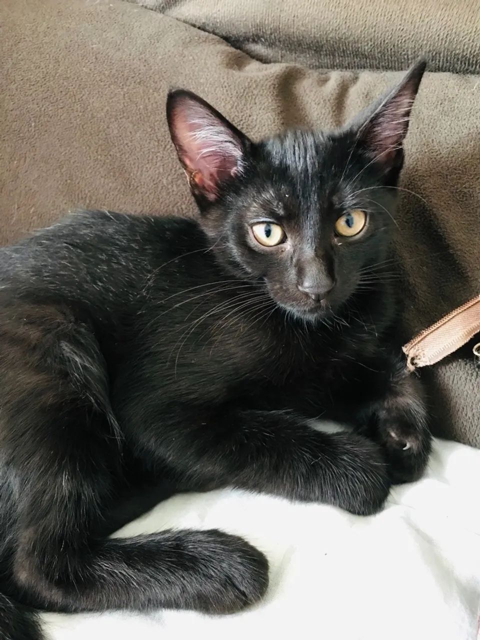 Gatinho preto para adoção consciente 