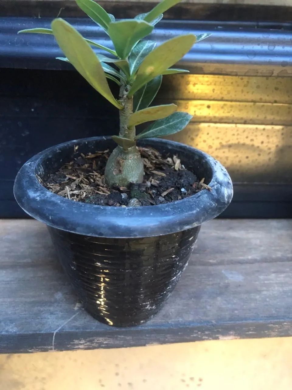 Adenium - Rosa do Deserto - Foto 2