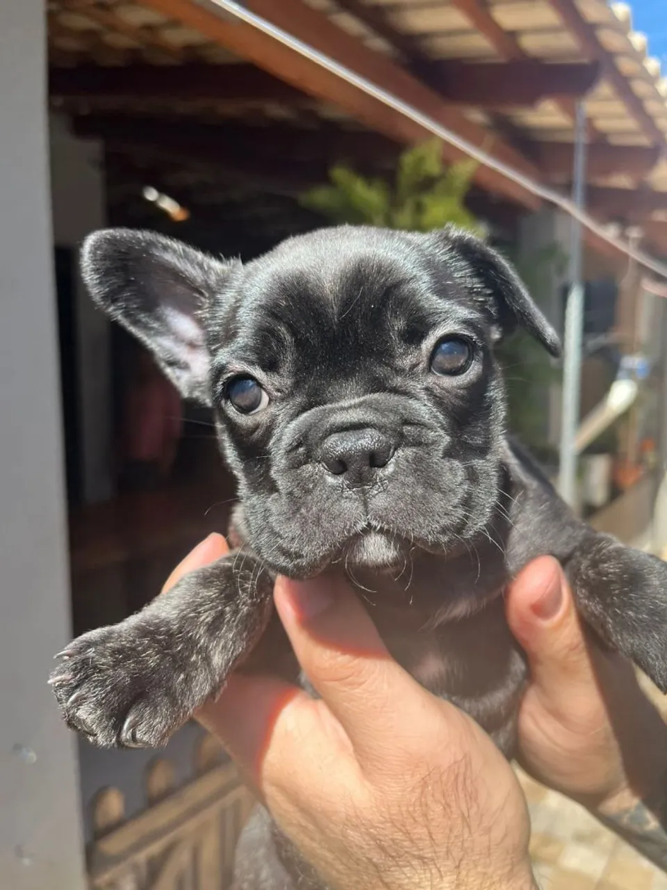 Filhote de Bulldog Francês fêmea- Pelagem Negra