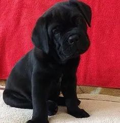 Impressionantes Cane Corso 