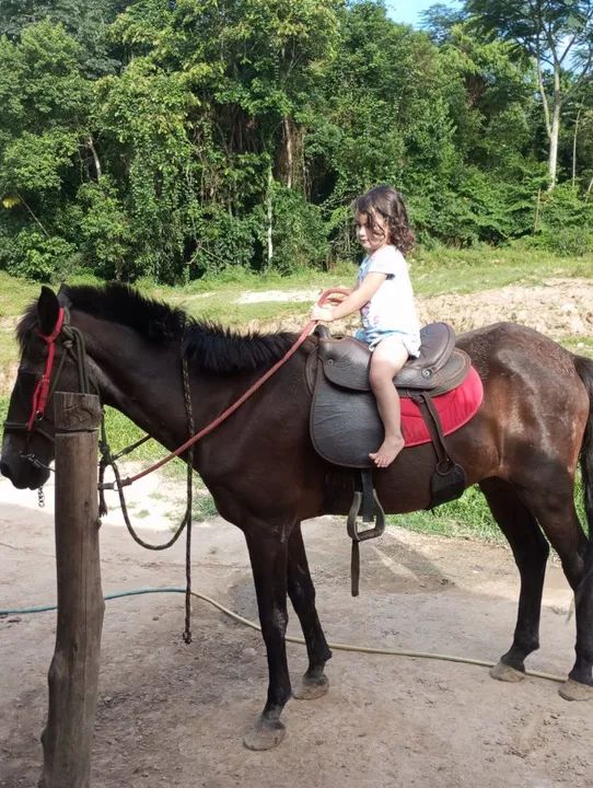 Cavalo a venda 600 reais 