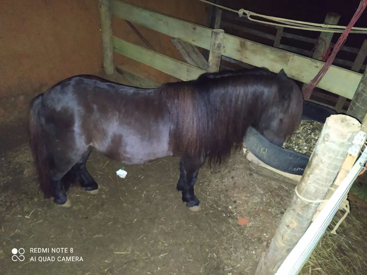 Pônei Preto - Animal de estimação - Foto 3
