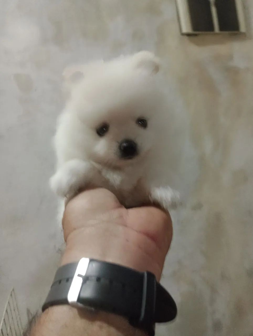 Splitz ALEMÃO anã fêmea filhote  - Foto 5