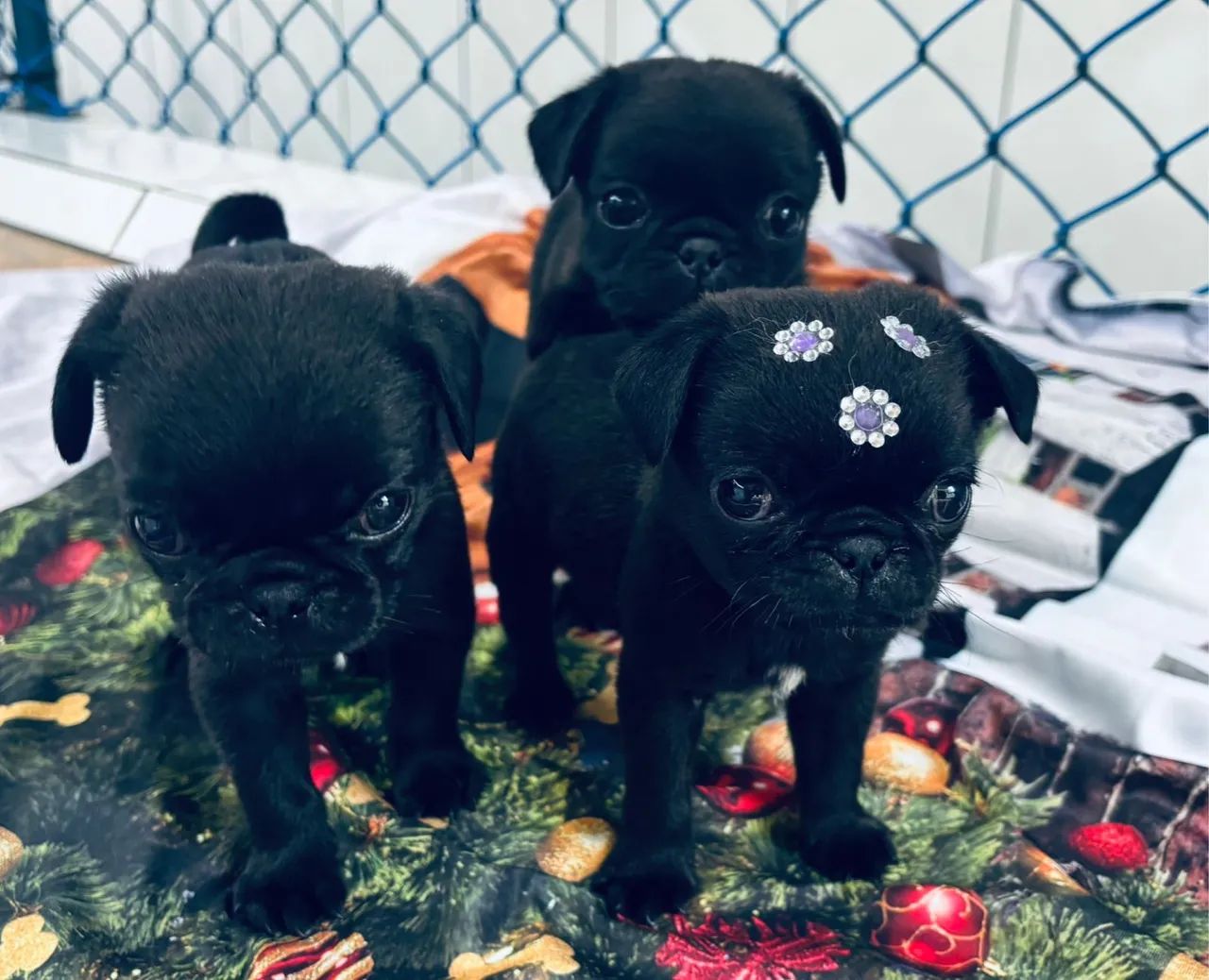 Promoção pug black  - Foto 2