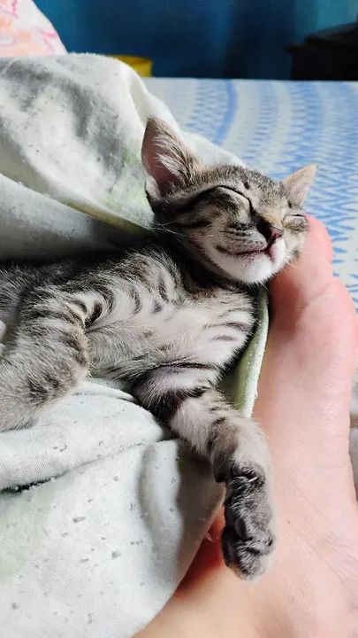 Doação gato adoção responsável  - Foto 6