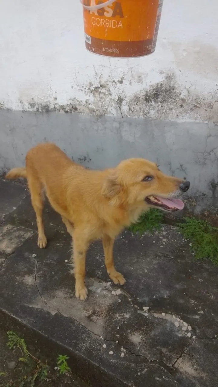 Adoção responsável