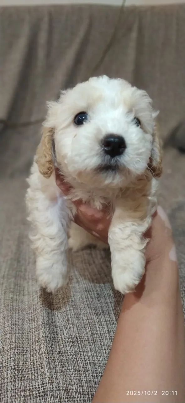 Filhotes de Poodle Prontos Para Transformar o Seu Lar