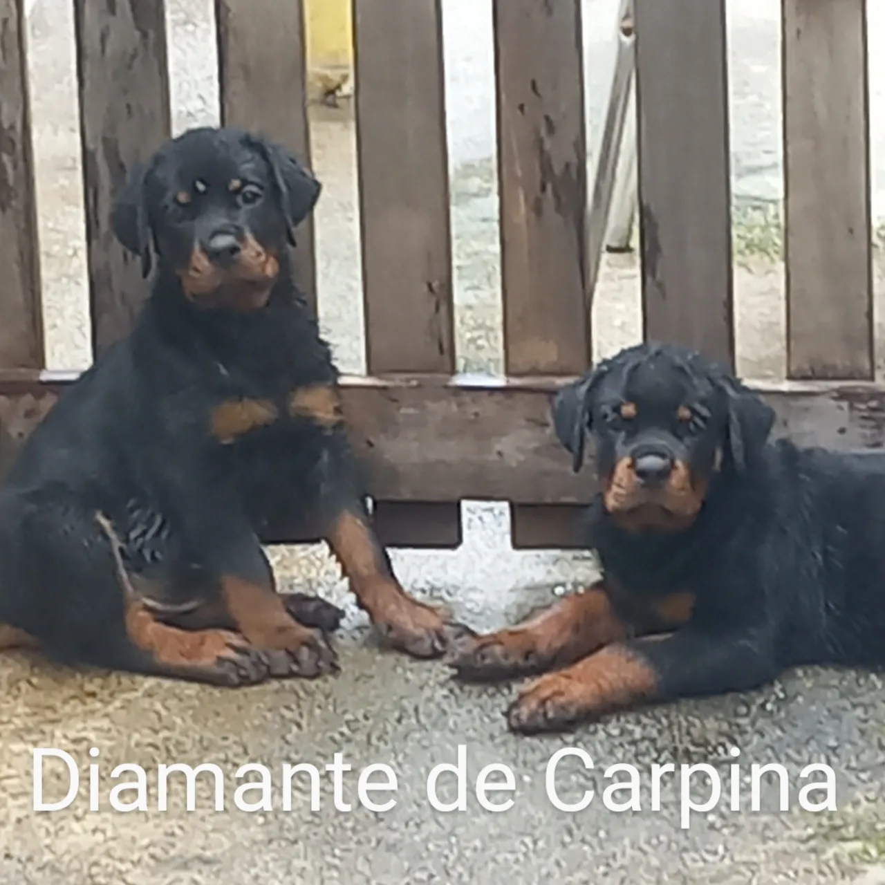 Filhotes de Rottweiler puros
