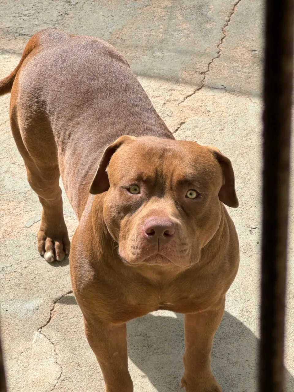 Pitmonster Jovem C/ Pedigree