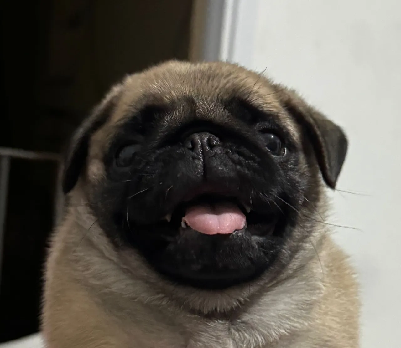 Pug filhote - Fofo e brincalhão | Sp
