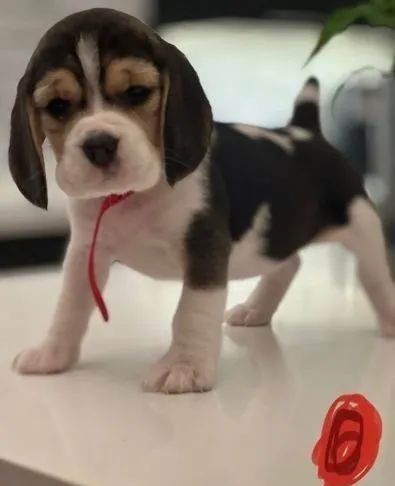 Beagle filhotes fofos, com benefícios - tamanho 13 polegadas