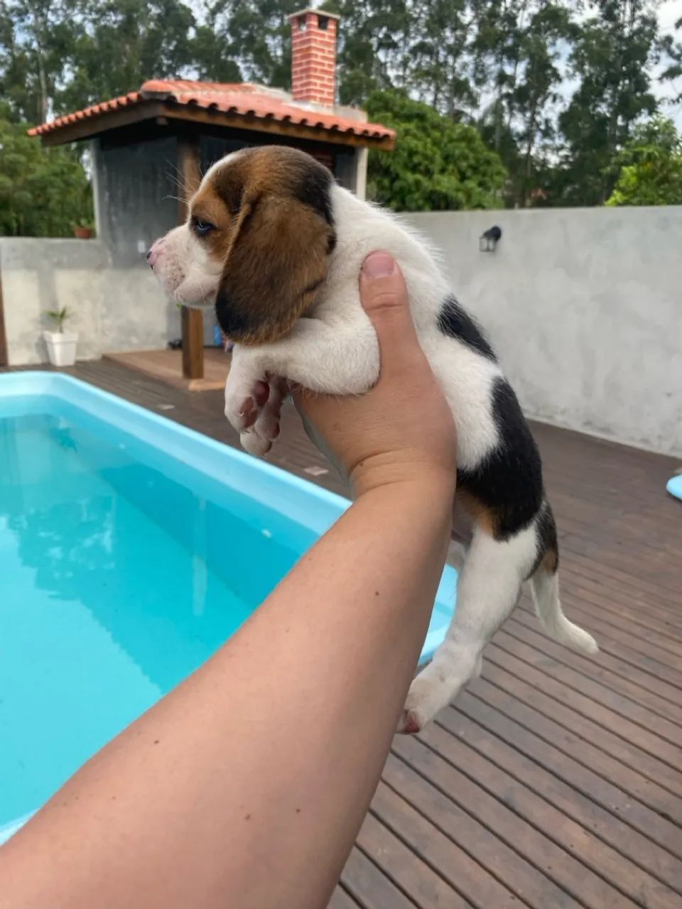  Promoção Filhotes de beagle  - Foto 4