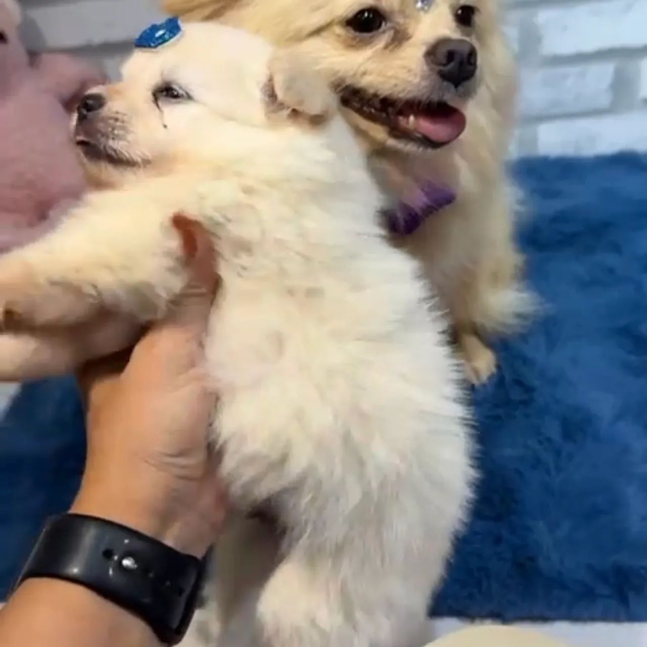 Spitz alemão macho Cachorros Plano Diretor Sul, Palmas