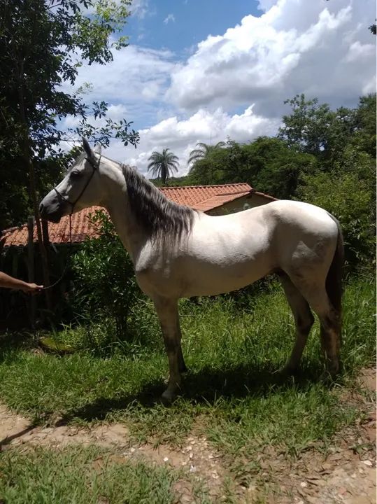 Venda ou CATIRA  - Foto 2