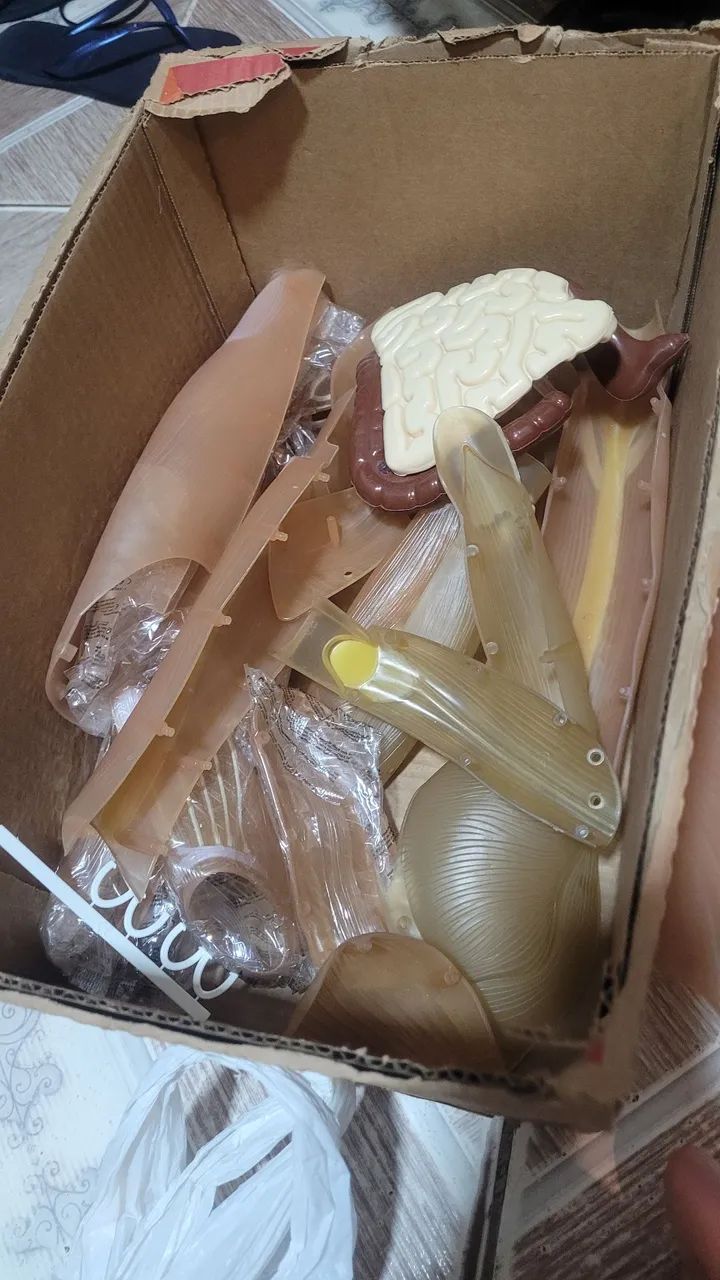 Esqueleto Humano para Estudo - Foto 5