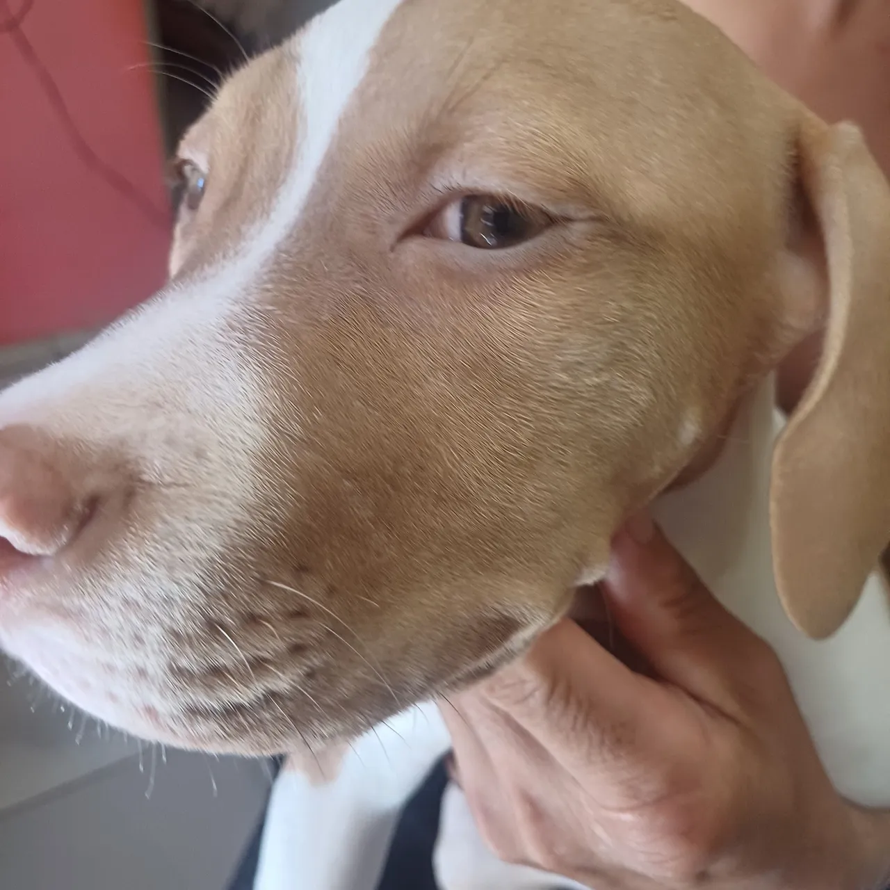 Filhote de Pitbull