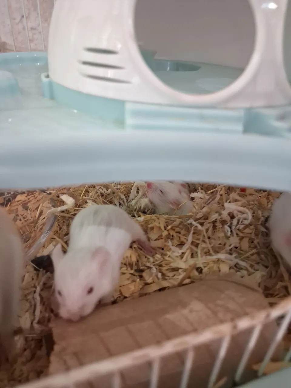 Hamsters filhotes albinos - Lindos e saudáveis!
