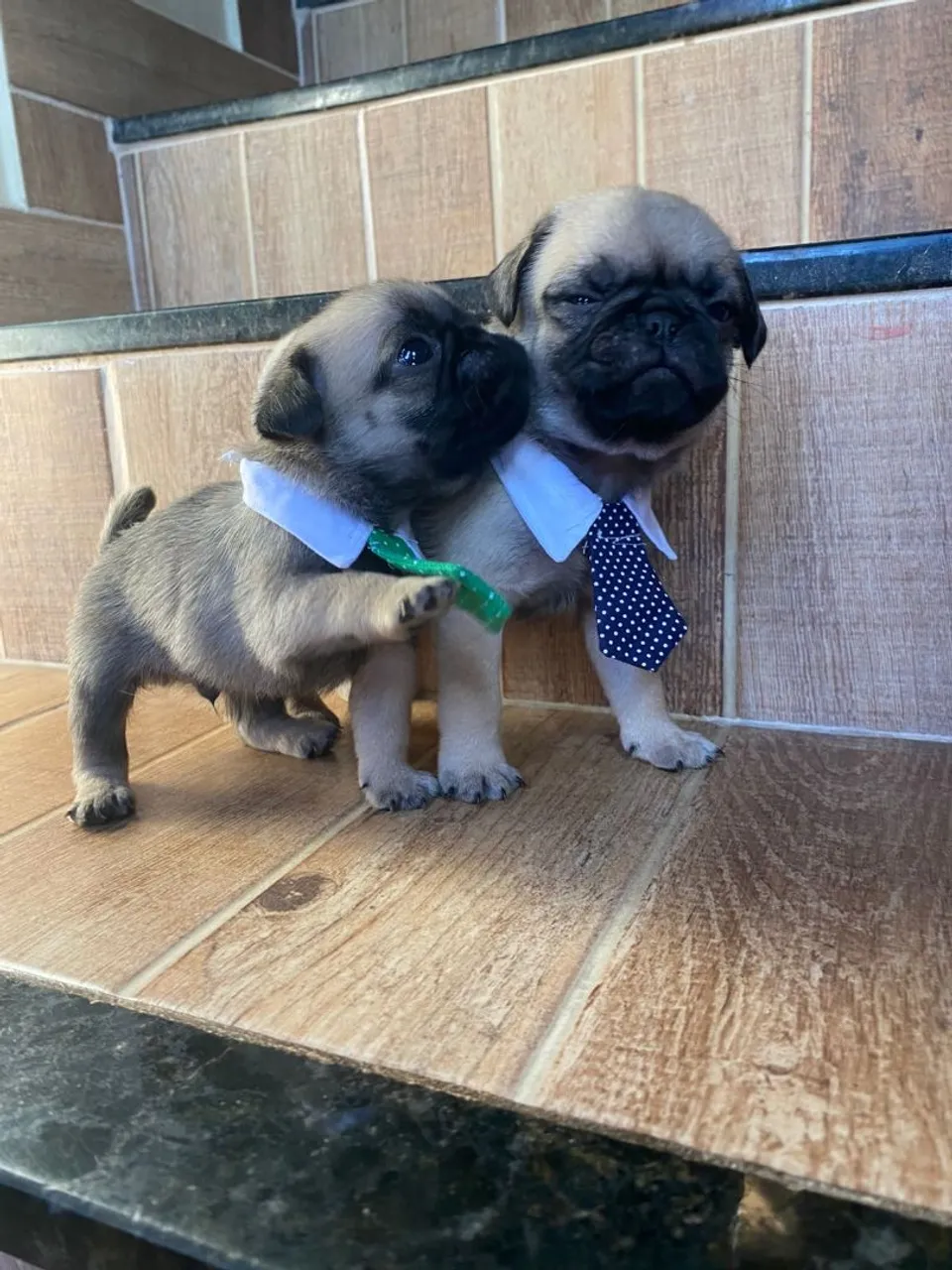 Filhotes de Pug (Machos Abricot)