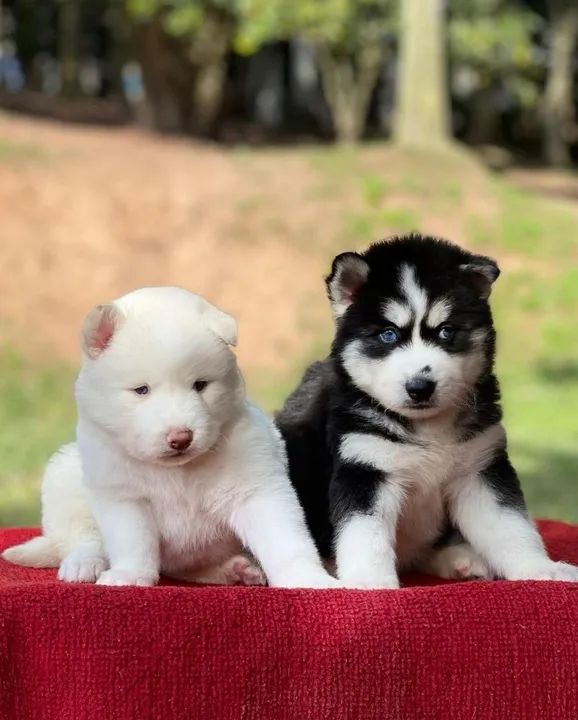 Husky Siberiano  - Foto 4