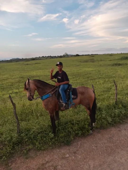 Cavalo Mangalarga Marchador - Foto 4