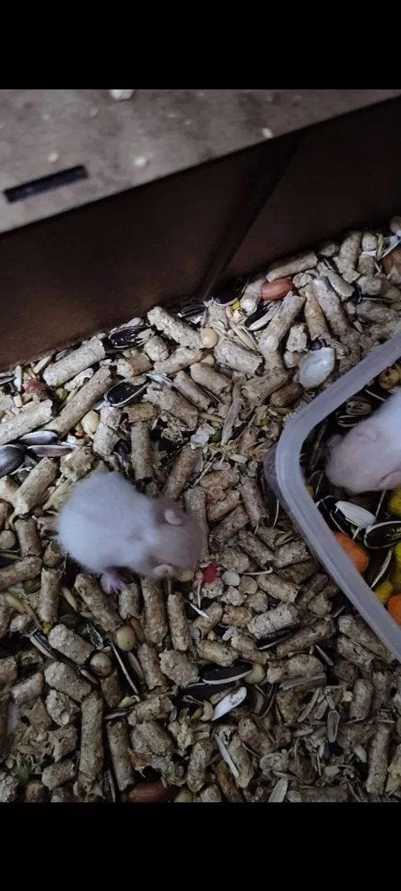  hamsters fofinhos para adoção - Foto 2
