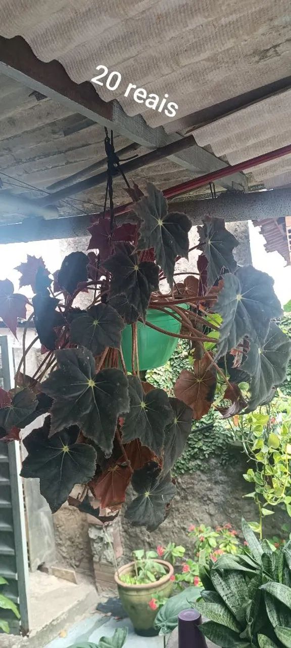 Plant64315283738498125