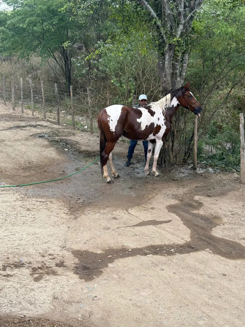 Cavalo manga larga com documento  - Foto 3
