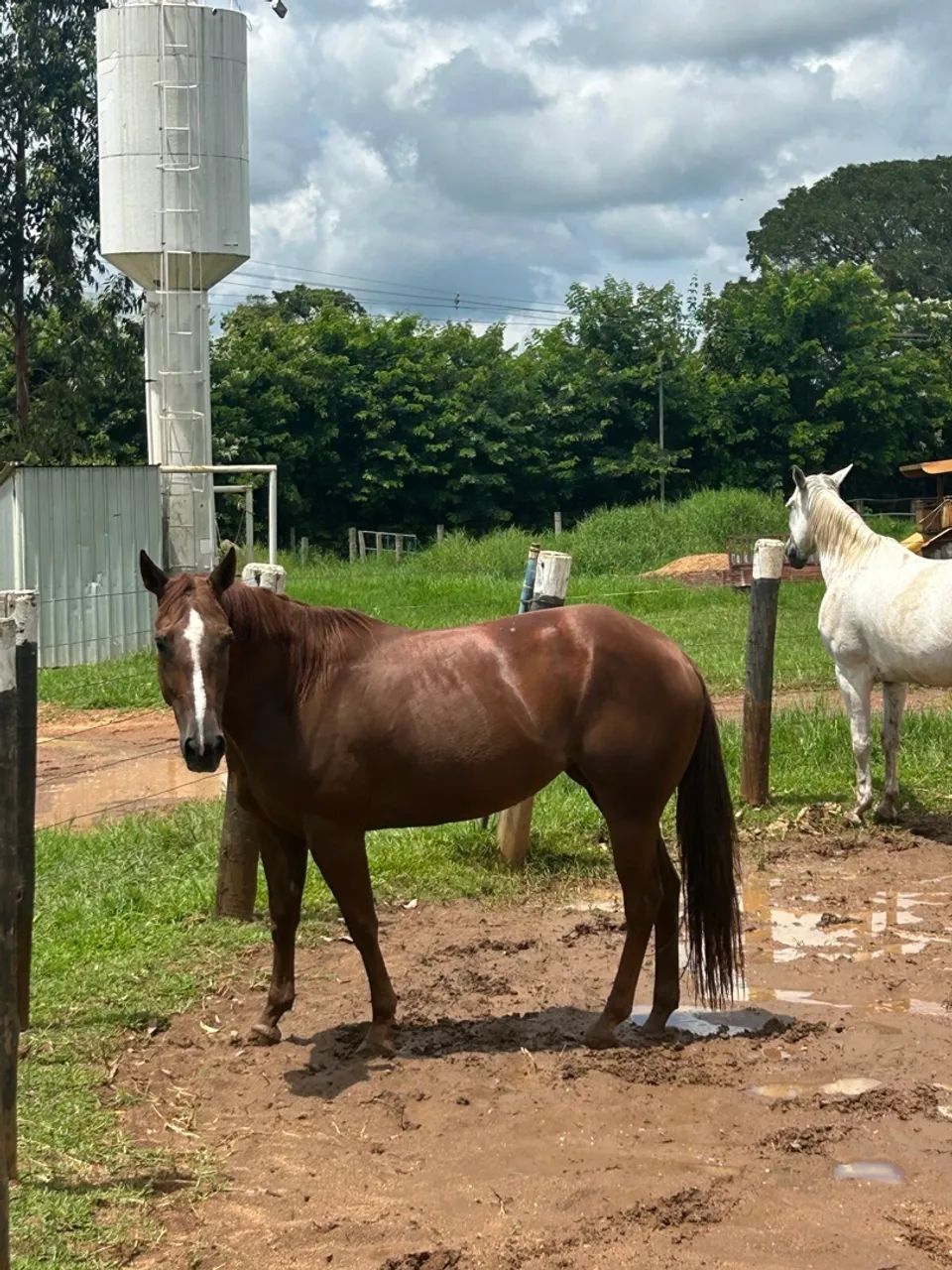 Égua Quarto de Milha 