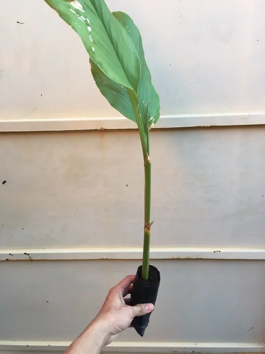 Muda de Cúrcuma (açafrão-da-terra) 