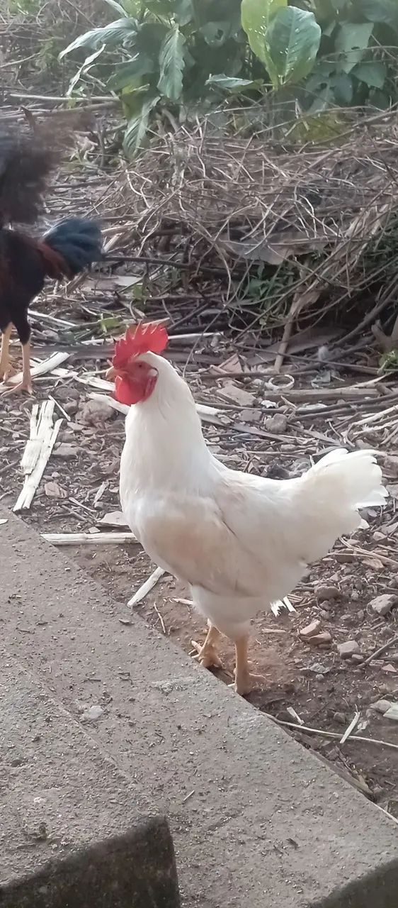 Galos 